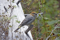 Pine Grosbeak 4358